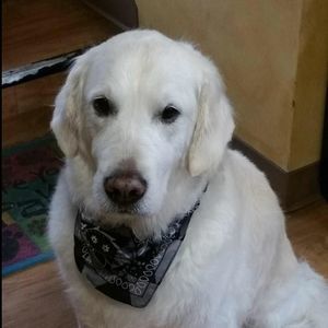 Meet your Posher, Dawn